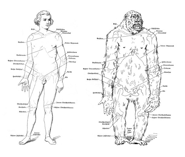 人体对比大猩猩解剖图1886年图片下载