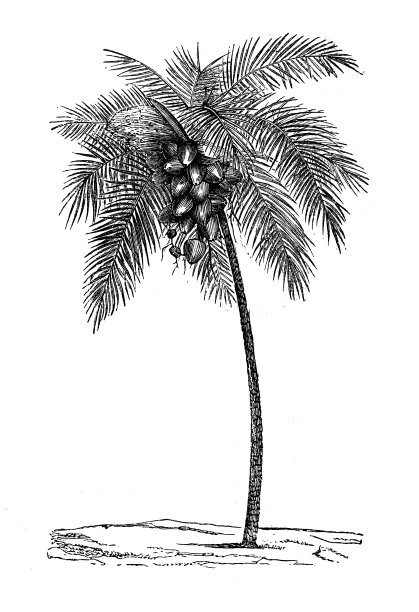 古植物学插图:椰子树(Cocos nucifera)图片下载