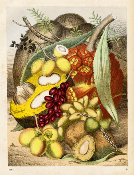 棕榈树的果实，1868年图片下载