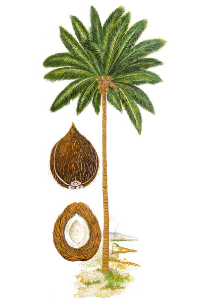 椰子(Cocos nucifera)图片下载