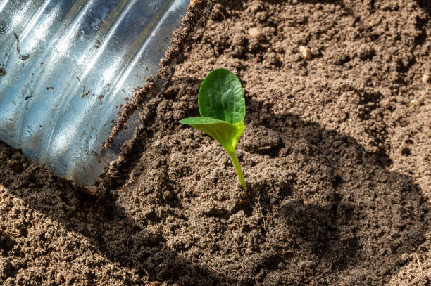 豆芽被一个塑料瓶覆盖着。一个用塑料瓶做成的小温室。图片下载