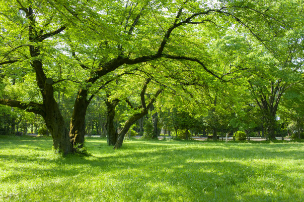 公园的树图片下载