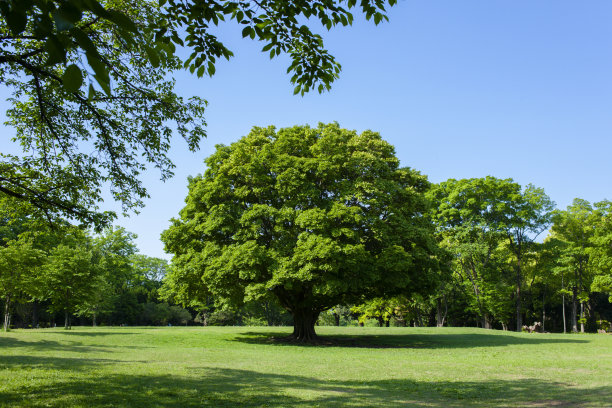 公园的树图片下载