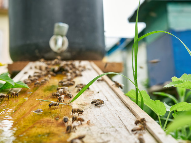 蜜蜂从养蜂场的饮水盆里喝水。小心蜜蜂，和蜜蜂一起工作。酿蜜。养蜂。图片下载