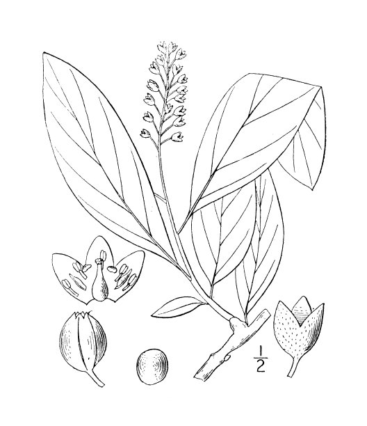 古植物学植物插图:被毛冬青，油坚果，水牛坚果图片下载