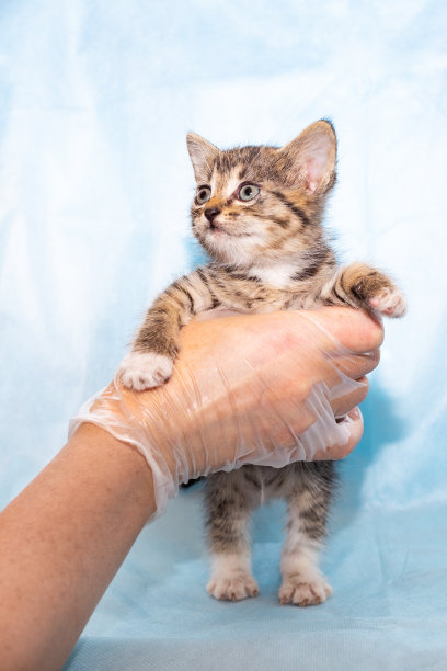 一只灰色的小猫后腿着地，在诊所接受兽医检查，背景为蓝色。小宠物的健康图片下载