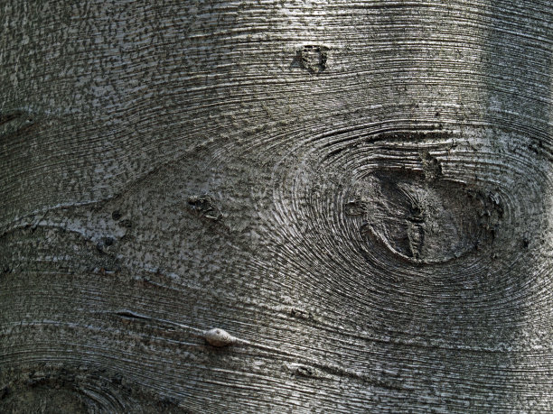 山毛榉树皮纹理，背景图片下载