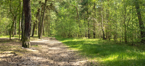 针叶林的照片。夏天的森林。在森林里晒太阳。新鲜的空气。图片下载