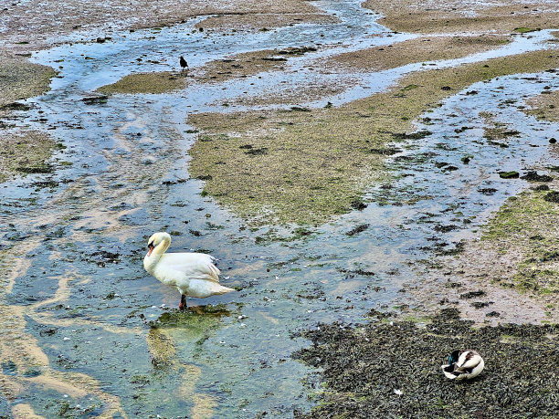 优雅的倒影图片下载