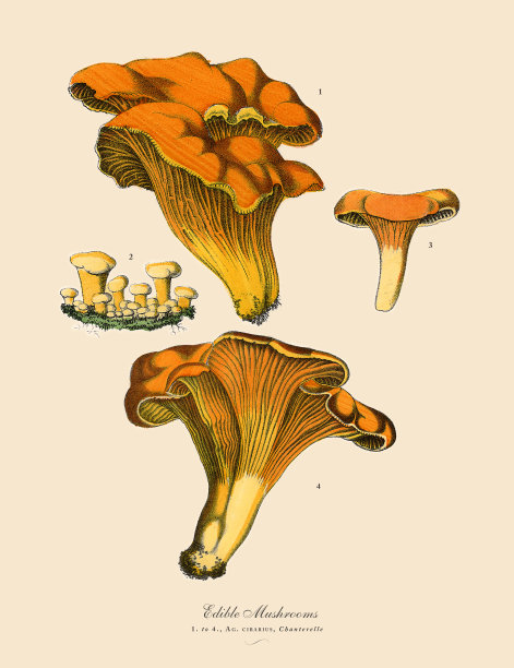 食用菌，维多利亚植物学插图图片下载