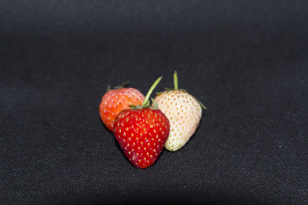 鲜嫩可口的红草莓是黑色背景下的有机水果。在我的家庭工作室里，用闪光灯和LED灯拍摄的照片看起来很清晰。图片下载