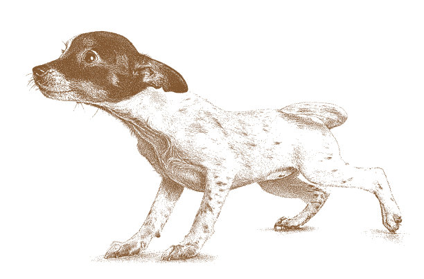 可爱的鼠梗狗图片下载