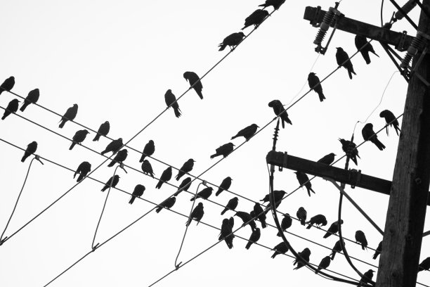 电线上的鸟图片下载