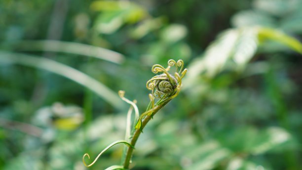 Pteris vittata在森林里图片下载