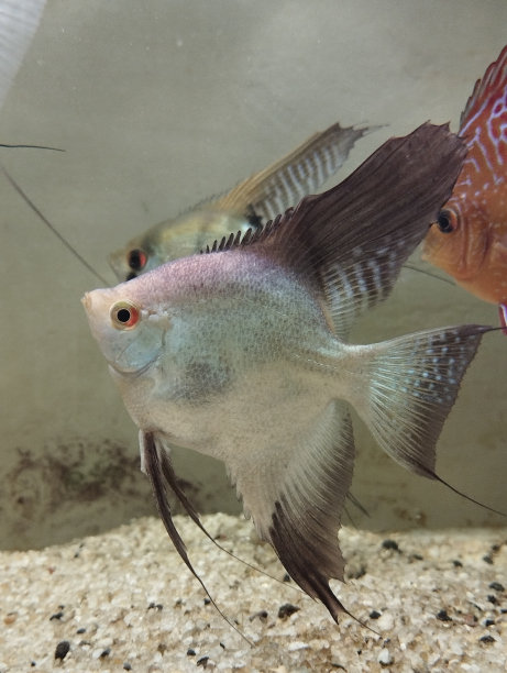 鱼天使鱼保加利亚海豹点水下图片下载