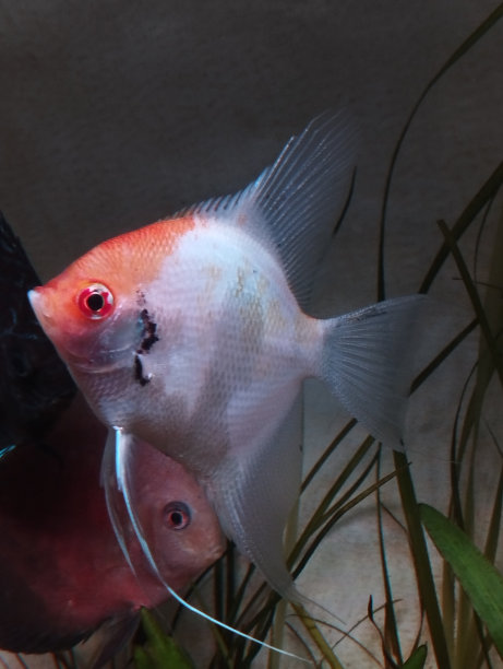 鱼天使鱼红锦鲤水下图片下载