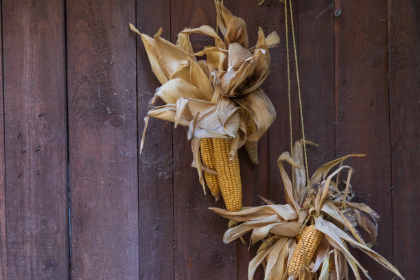 木墙上挂着的干玉米图片下载