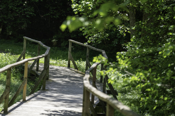 照片中森林中的桥梁通向一条小溪图片下载