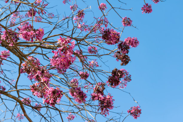 照片部分干燥的紫色ipe (Tabebuia impetiginosa)花，蓝色的天空为背景。图片下载