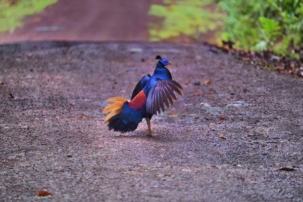 婆罗洲冠背鸟- III图片下载