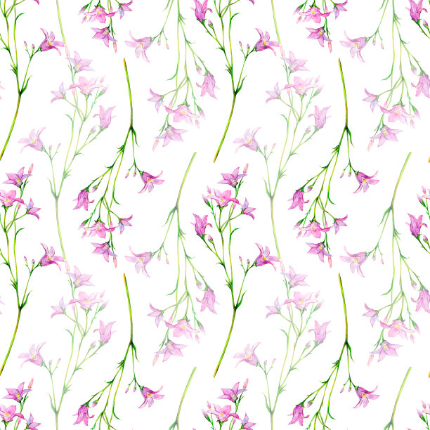 田野风信子手绘水彩融洽从精致的花茎在白色的背景。草地野花用于纺织品、墙纸、包装纸。花卉插图的设计和邀请图片下载