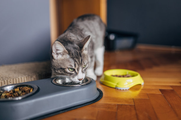 家猫饮水图片下载