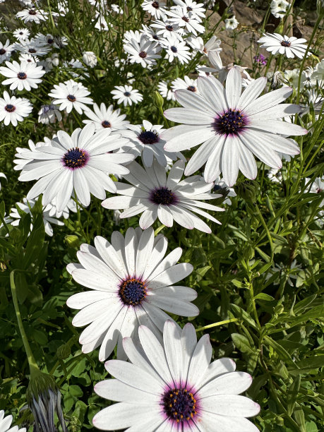 全画幅图片，白色骨蕨雏菊的花朵和花蕾在花园中生长，作为每年夏天的铺垫，背景树叶模糊，高架视图图片下载