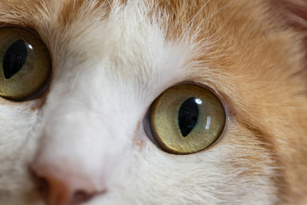 漂亮的猫眼图片下载