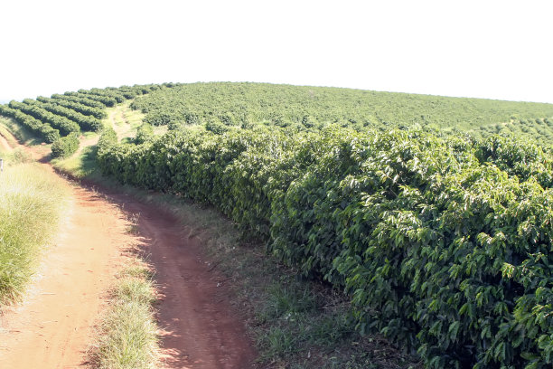 巴西的咖啡种植园图片下载