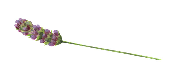 薰衣草花在水彩画孤立在一个白色的背景。图片下载