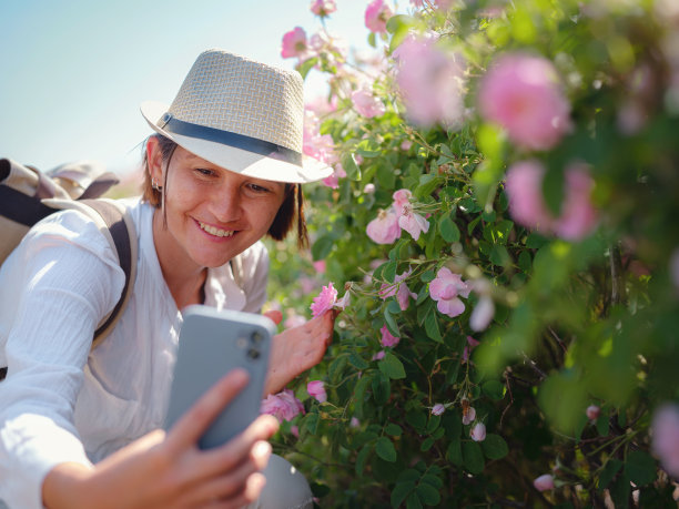 在阳光明媚的夏日，一片玫瑰田图片下载