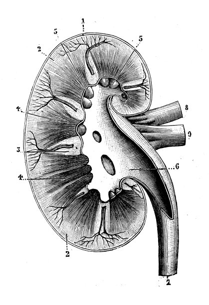 古董插图:肾图片下载