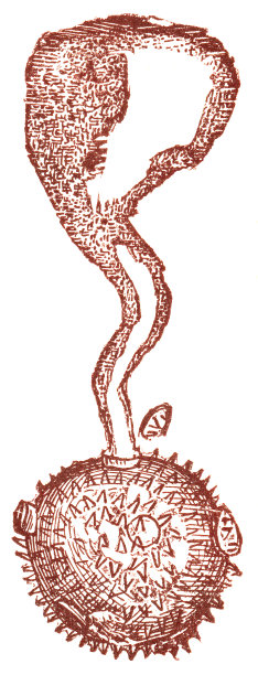 用花粉管放大花粉- 19世纪图片下载