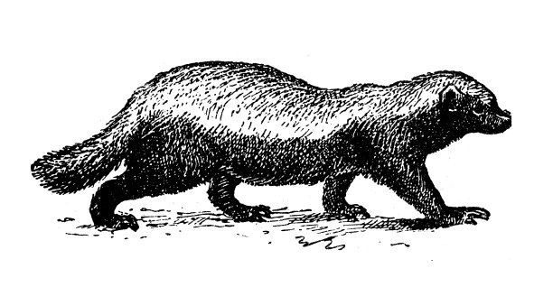 古玩插画:蜜獾，拉特尔图片下载