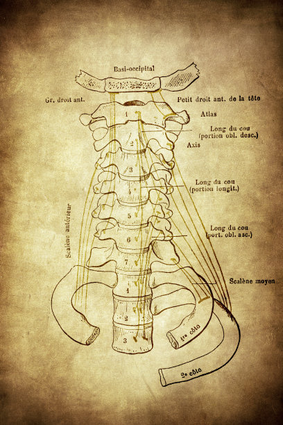 颈椎前视图图片下载
