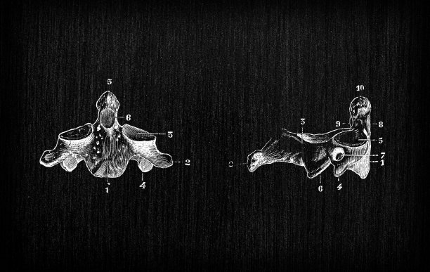 人体解剖骨骼的古董插图:轴，头图片下载