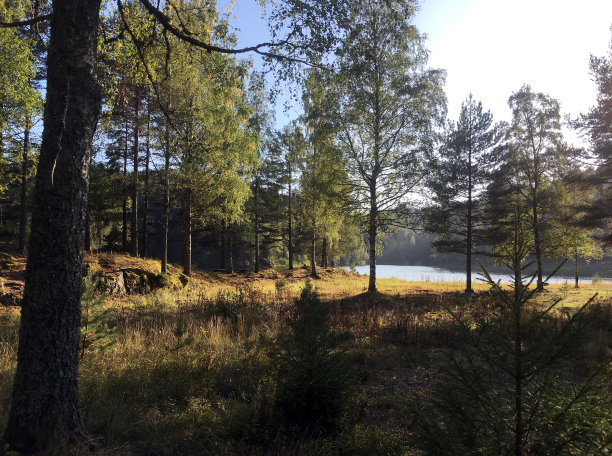 初秋的树木。图片下载