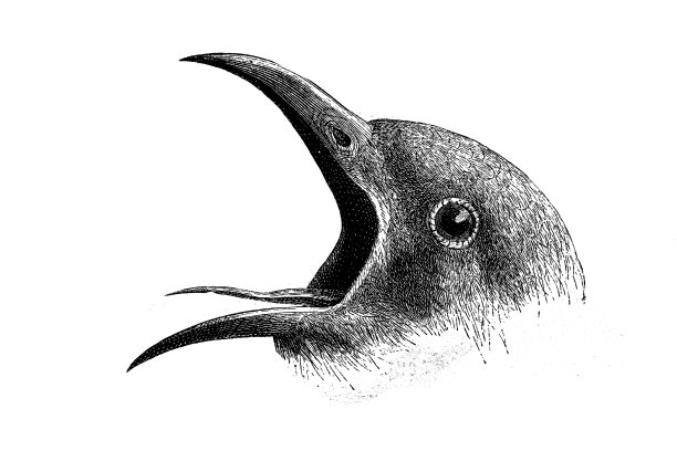 杜鹃鸟的头图片下载