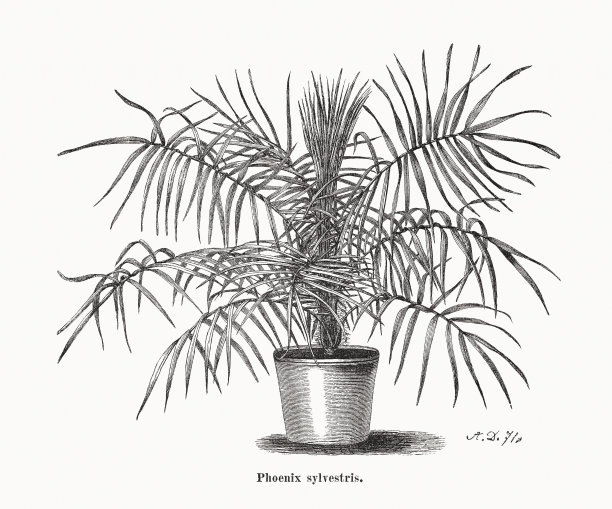 银枣，木刻，1873年出版图片下载