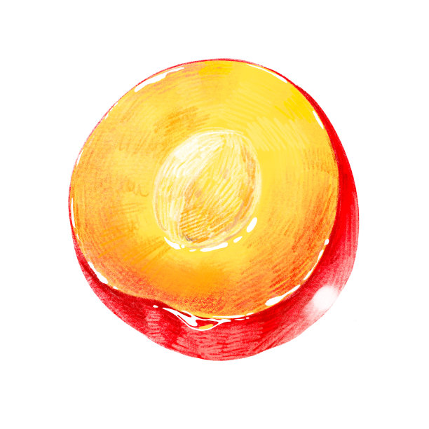 手绘水果插图李子一半与种子图片下载