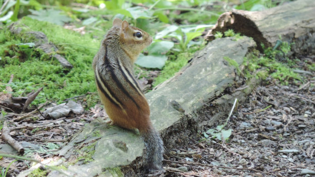 squirels图片下载