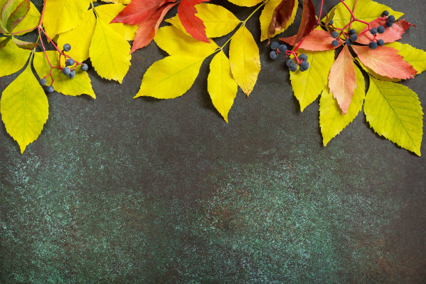 秋天的构图有色彩斑斓的树叶和秋天的自然浆果。惬意的秋天心情。秋天的贺卡。图片下载