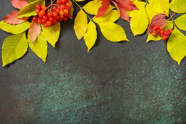 秋天的构图有色彩斑斓的树叶和秋天的自然浆果。惬意的秋天心情。秋天的贺卡。图片下载