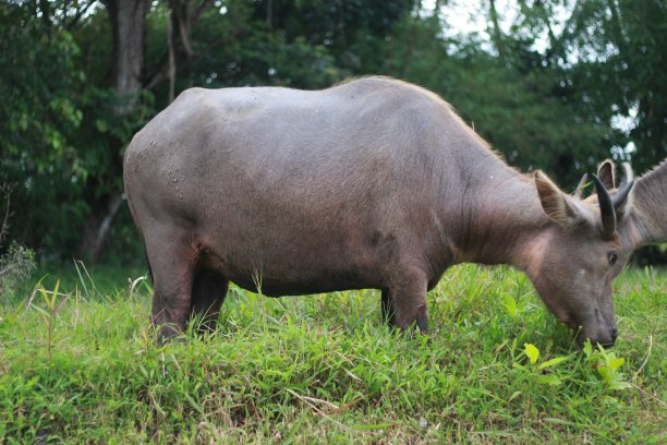 印尼水牛图片下载