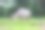印尼水牛图片下载