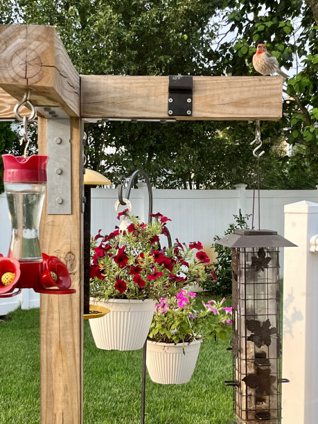 雄性家雀图片下载