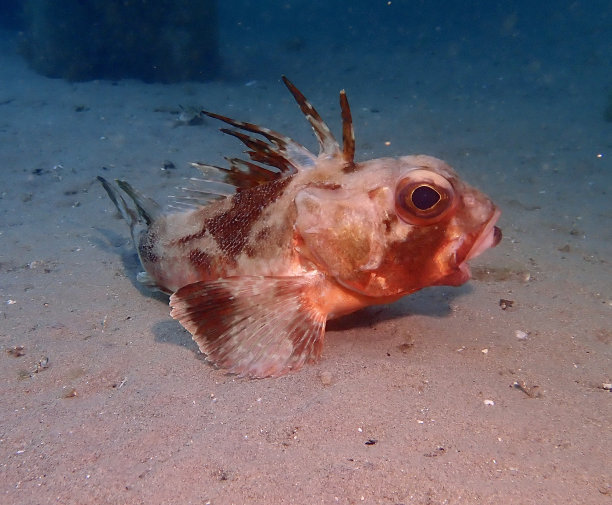 珊瑚鲈鱼珊瑚礁海洋鲈鱼珊瑚鳕鱼图片下载