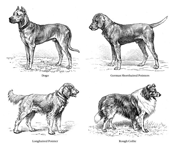德国品种的狗插图1899图片下载