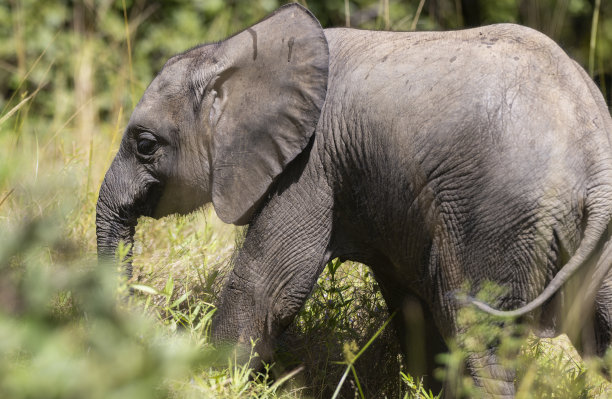 非洲丛林自然栖息地的小象中景照片图片下载