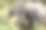 非洲丛林自然栖息地的小象中景照片图片下载